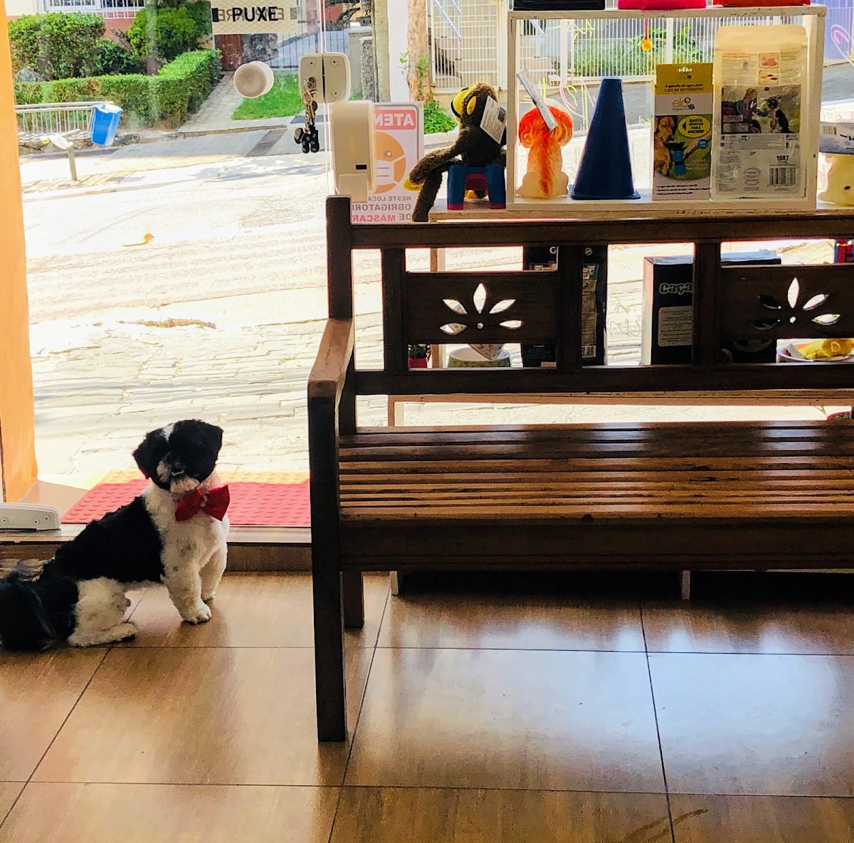 Cachorrinho de gravata vermelha na entrada do Pet shop Dedicação